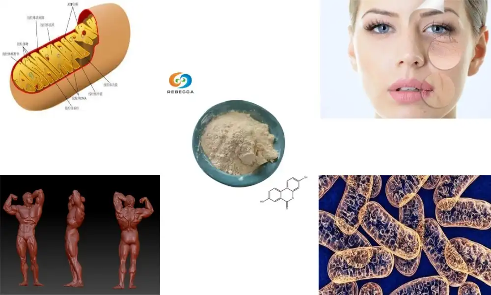Support Cellular Renewal with Urolithin A Powder